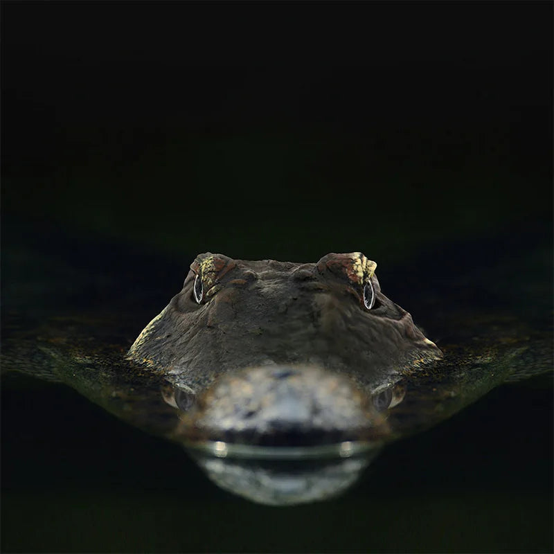 Simulated Crocodile Head Funny Gifts Toys Boys Prank Items Pool Floats Water Amusement Large Family Patio Pools Boat Toy Games